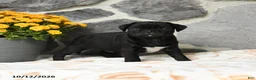Pug dogs for sale: Biscuit - Ad 3