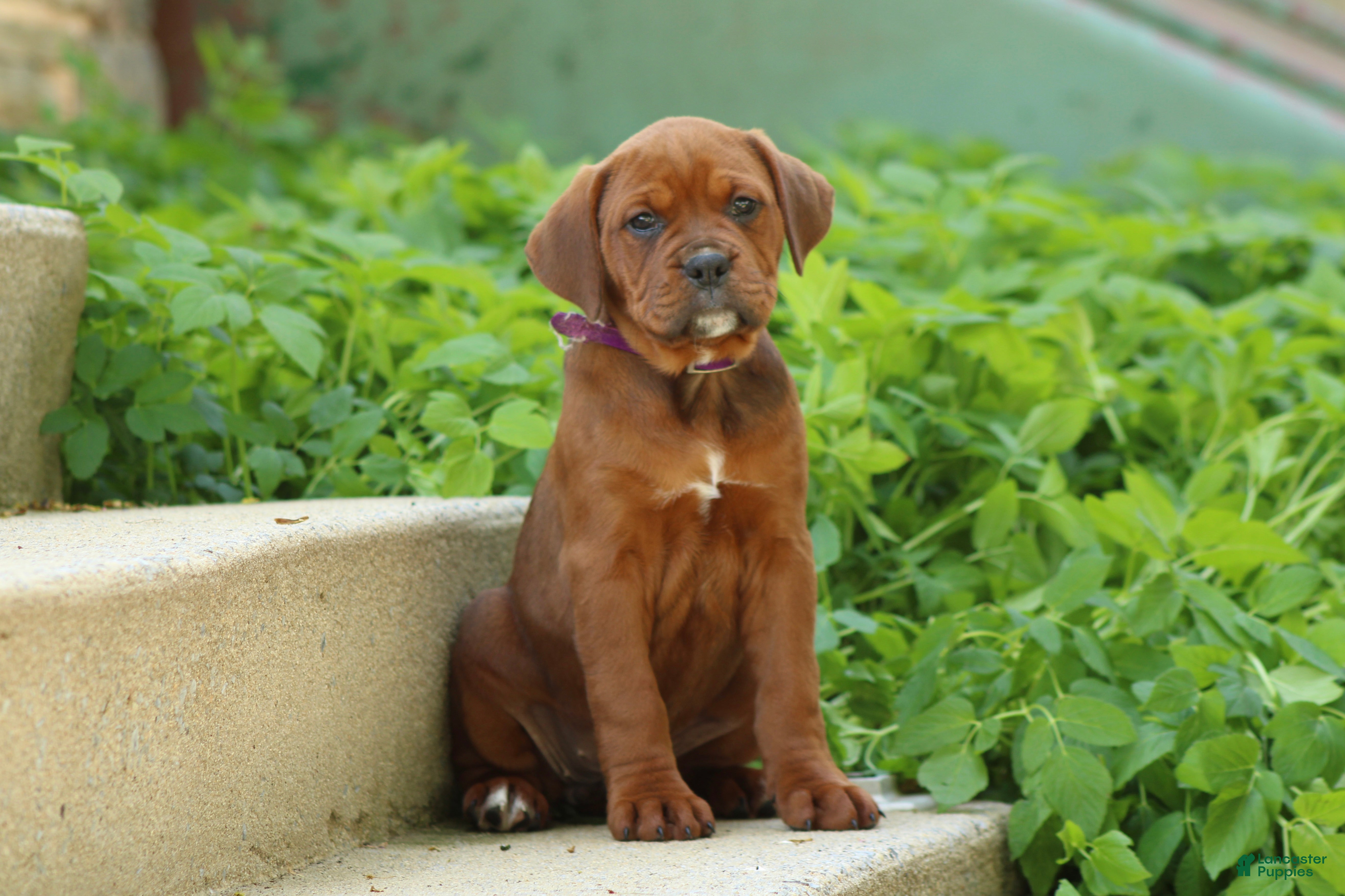 Mixed Breed dogs for sale: Abby - Ad 3