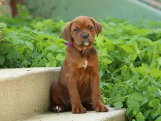 Mixed Breed dogs for sale: Abby - Ad 3