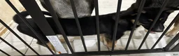 Gerberian Shepsky dogs for sale: Astrid - Ad 3