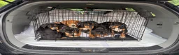 Mixed Breed dogs for sale: EJ - Ad 11