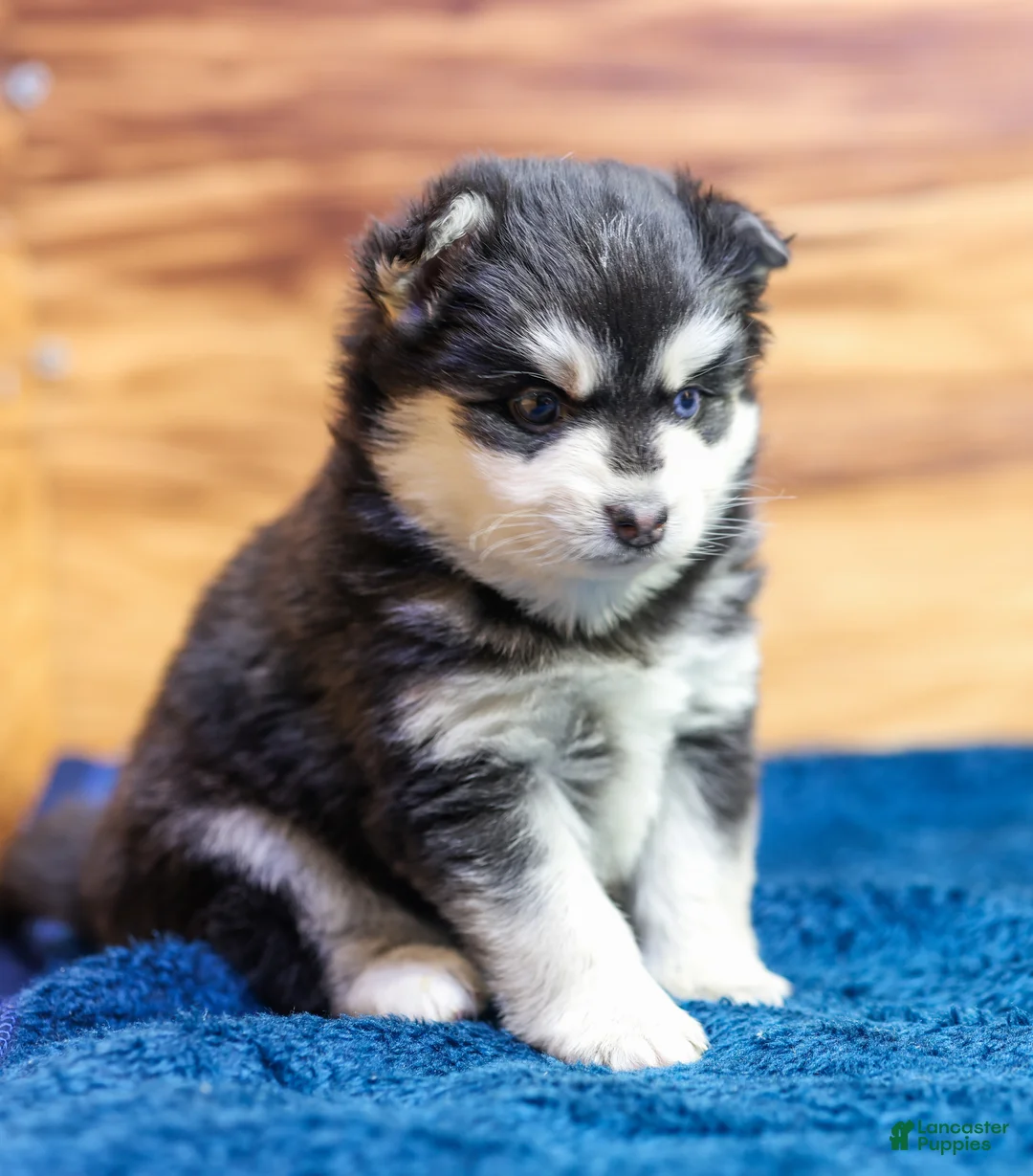 Pomsky dogs for sale: Puck - Ad 5