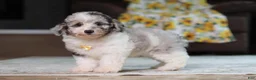 Miniature Poodle dogs for sale: Bandit (AKC) - Ad 6