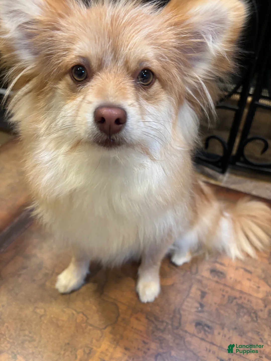 Mixed Breed dogs for sale: Bolita  - Ad 2