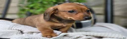 Miniature Dachshund dogs for sale: Butterscotch 💞 - Ad 16