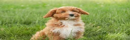 Cavapoo dogs for sale: Herbie - Ad 4