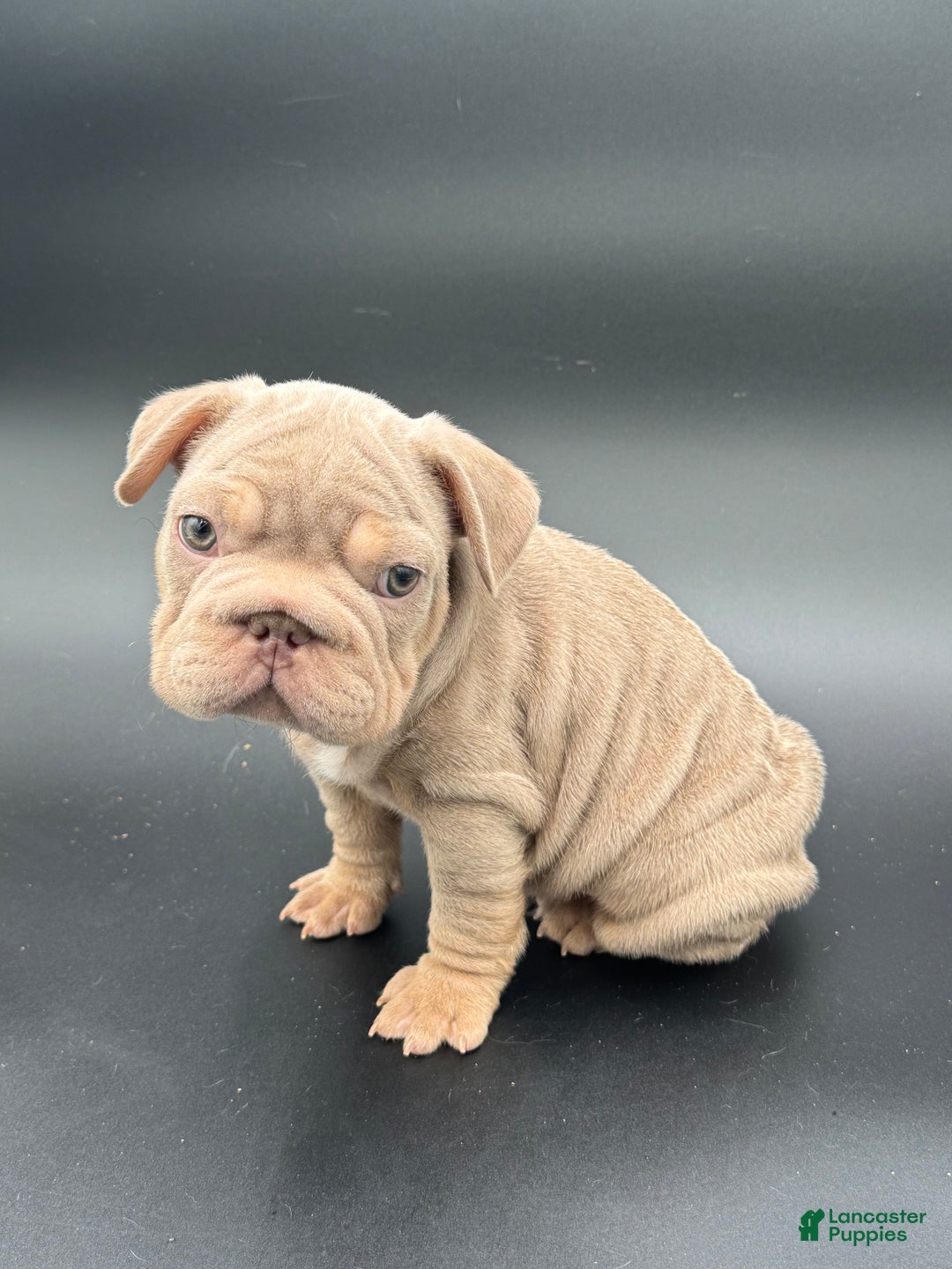 French Bulldog dogs for sale: French Bulldog Puppy 2 - Ad 5
