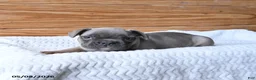 French Bulldog dogs for sale: Hershey - Ad 4