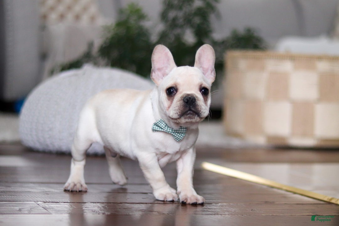 French Bulldog dogs for sale: Sawyer - Ad 2