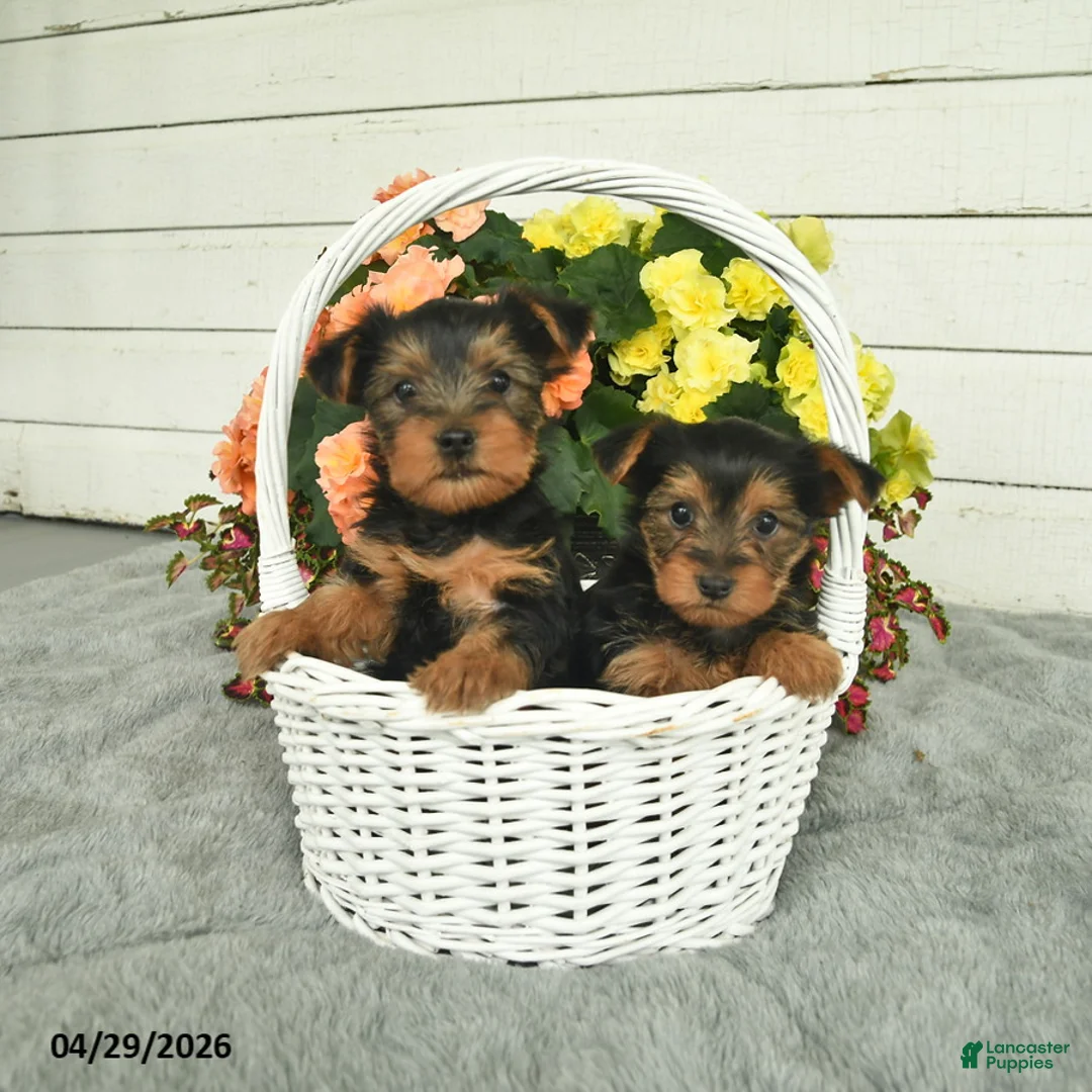Yorkshire Terrier dogs for sale: Cuddles  - Ad 5