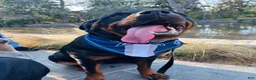 Rottweiler dogs for sale: Rottweiler Puppy 2 - Ad 2