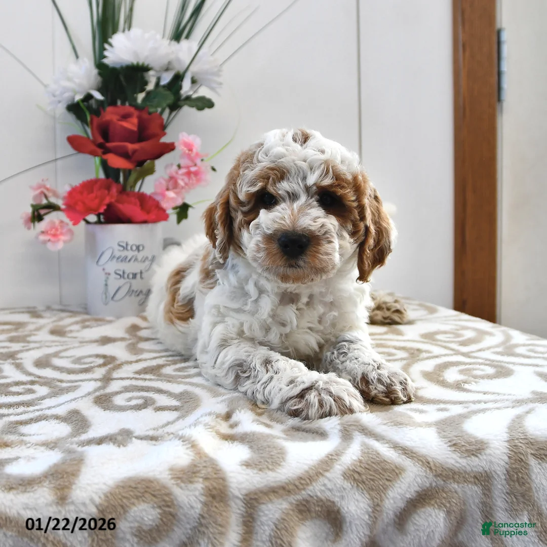 Mini Goldendoodle dogs for sale: Captain - Ad 1