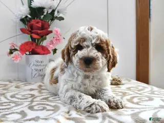 Mini Goldendoodle dogs Captain - Ad 21