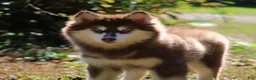 Pomsky dogs for sale: Addie - Ad 5