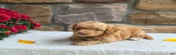 Cavapoo dogs for sale: Bambi - Ad 3