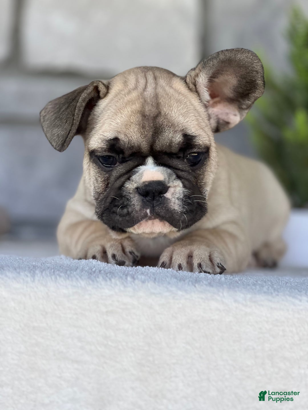 French Bulldog dogs for sale: Niko - Ad 6