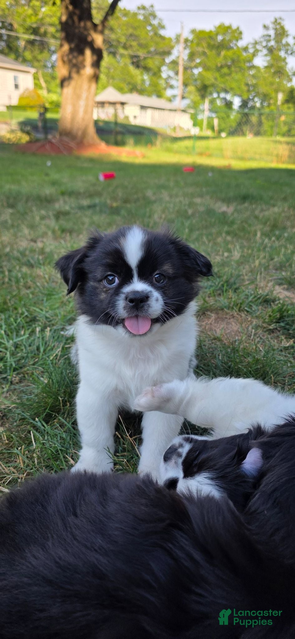 Mixed Breed dogs Oreo  - Ad 14
