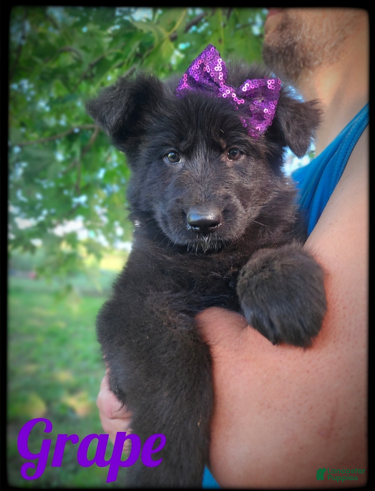 German Shepherd dogs Grape - Ad 2