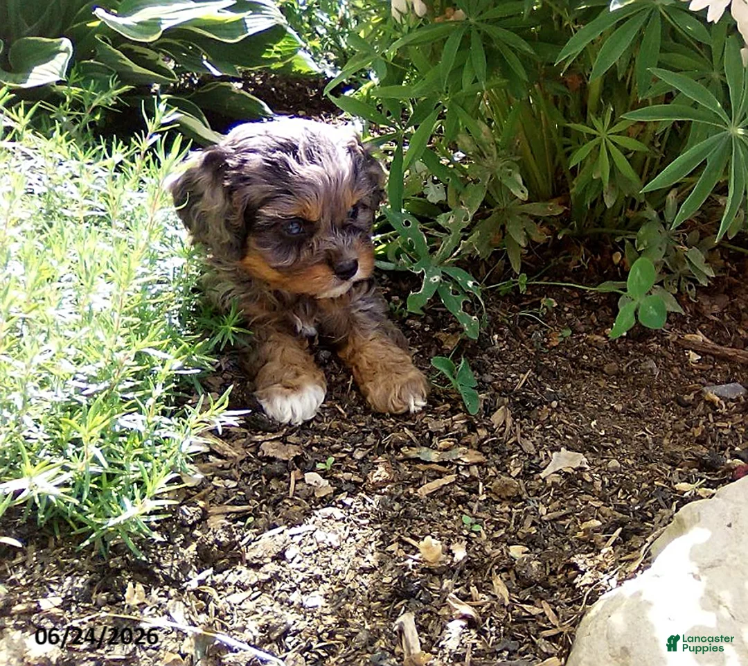 Cavapoo dogs for sale: Freddy - Ad 4