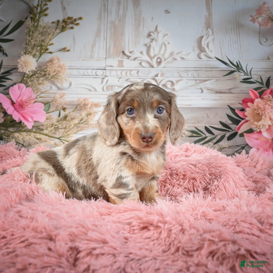 Miniature Dachshund dogs for sale: Rolex - Ad 9