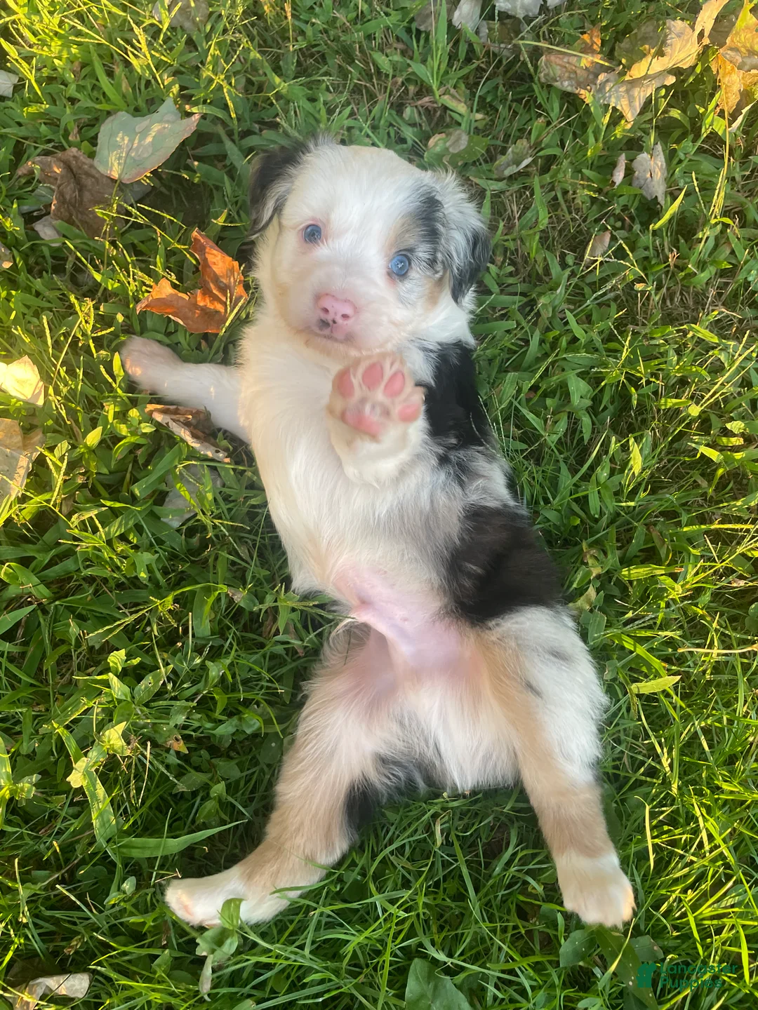 Miniature Australian Shepherd dogs for sale: Miniature Australian Shepherd 2 - Ad 2