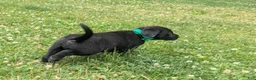 Labrador Retriever dogs for sale: Black Male (Green) - Ad 5
