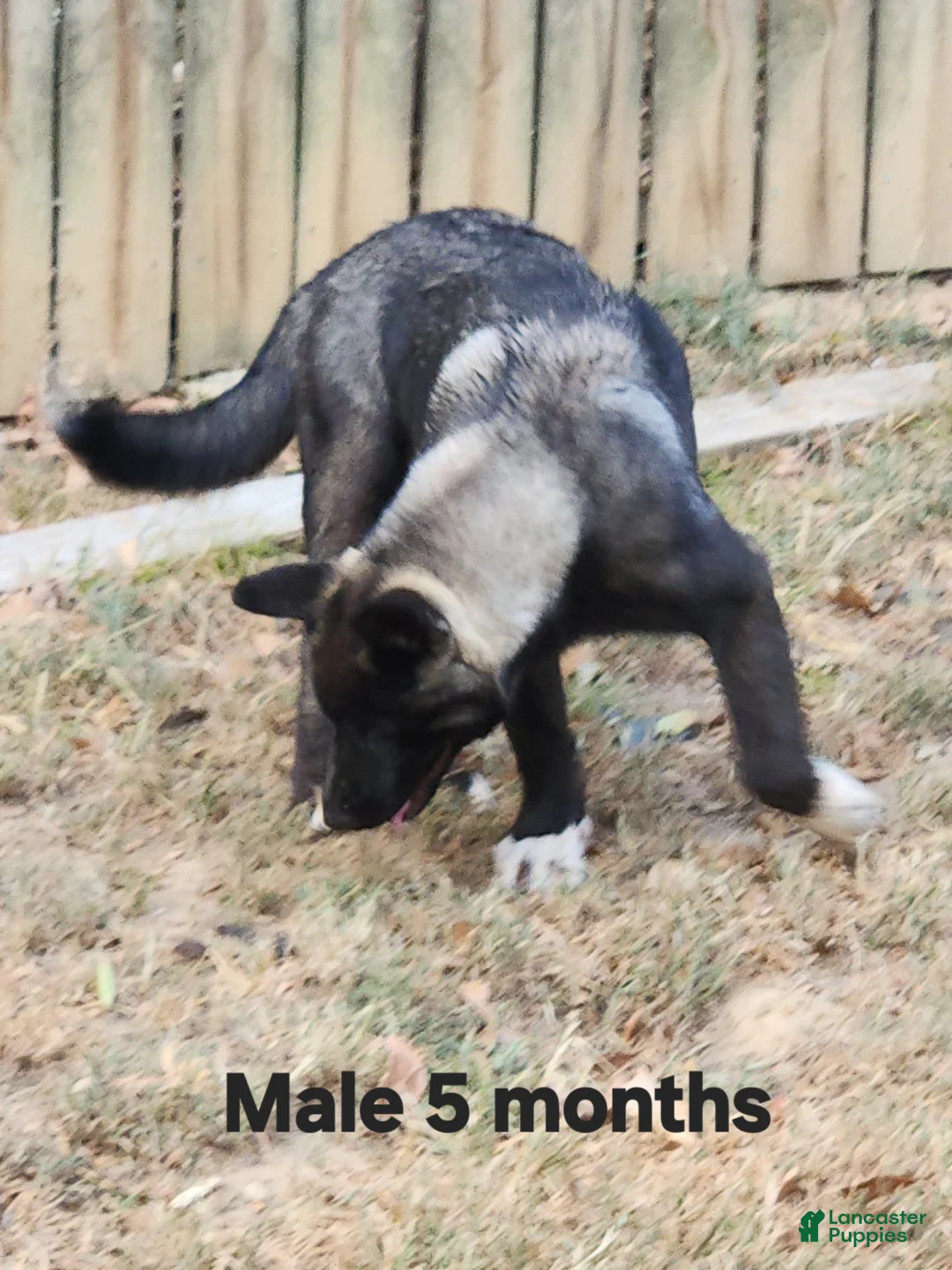 Akita dogs for sale: Akita 1 - Ad 1