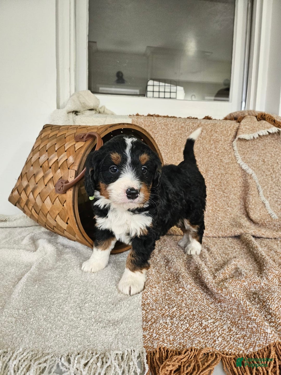 Gallery Image {{count}}