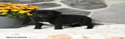 Pug dogs for sale: Biscuit - Ad 4