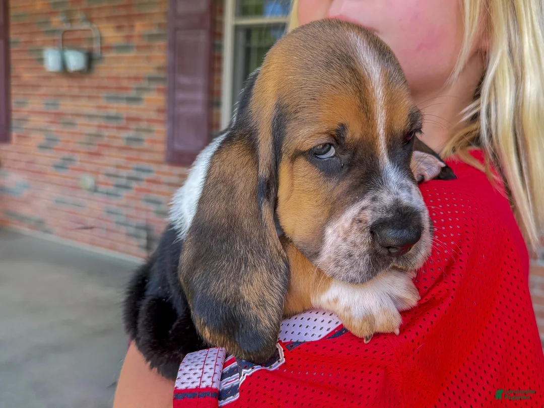 Basset Hound dogs for sale: Waylon - Ad 2