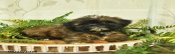 Shih Tzu dogs for sale: Dolly  - Ad 3