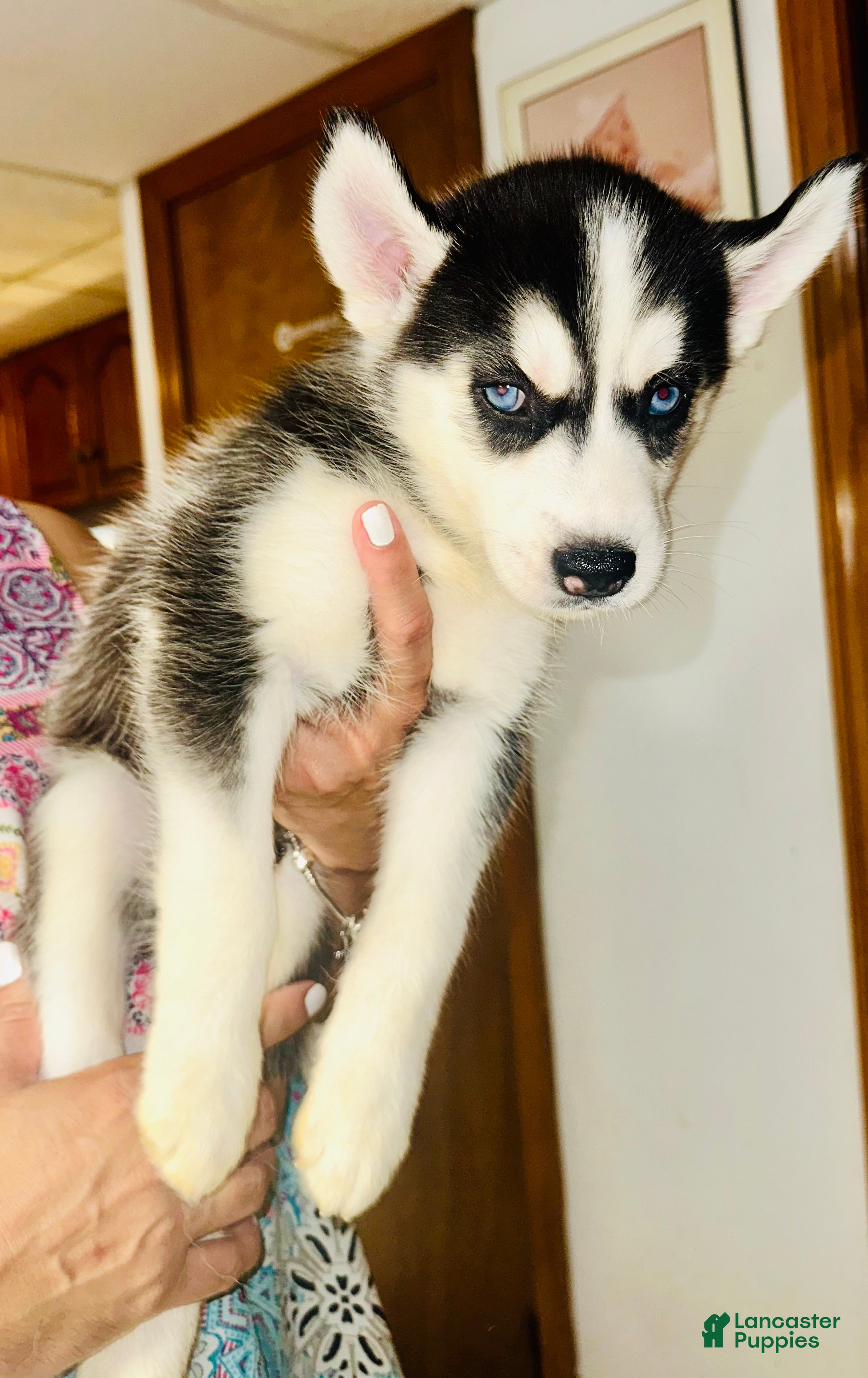 Siberian Husky dogs Foxy - Ad 1