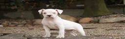Boxer dogs for sale: Gianna - Ad 1