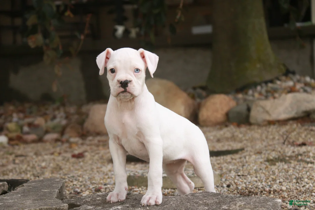 Boxer dogs for sale: Gianna - Ad 1