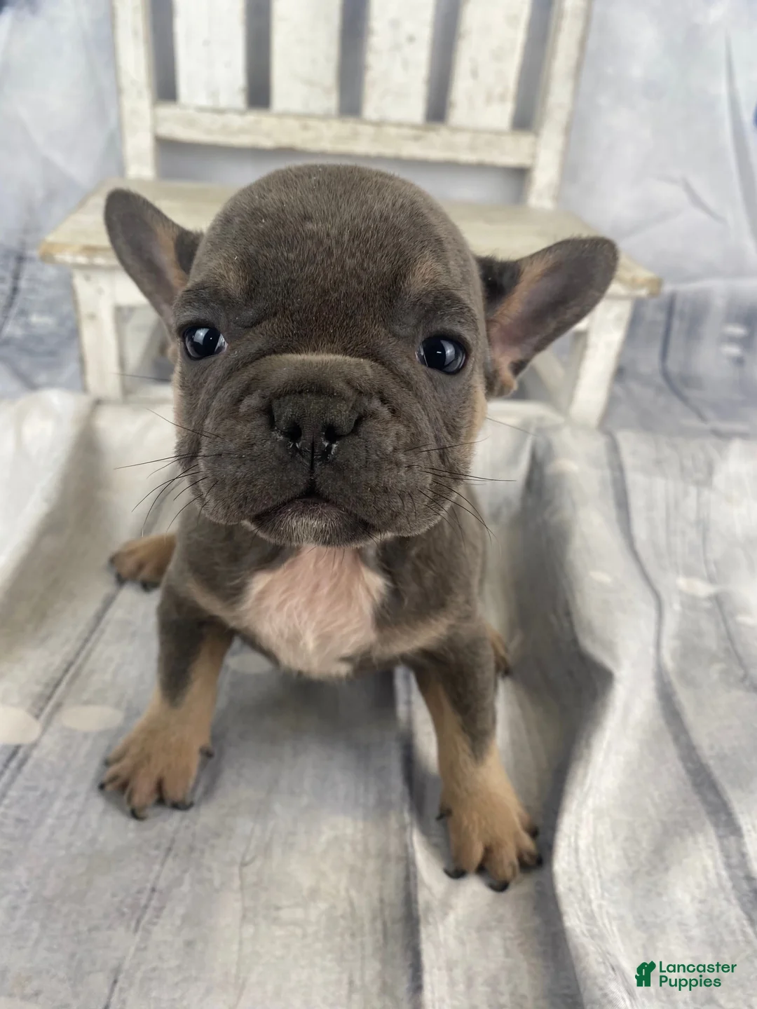 French Bulldog dogs for sale: Paisley - Ad 10