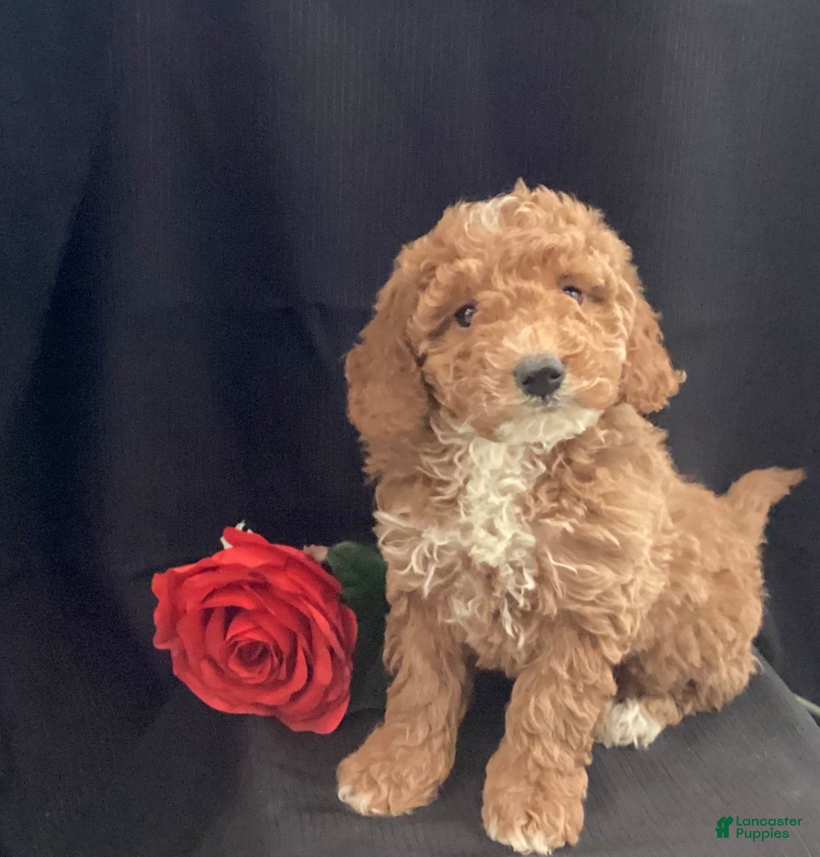 Mini Goldendoodle dogs Ranger - Ad 9