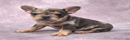 French Bulldog dogs for sale: Remi - Ad 7