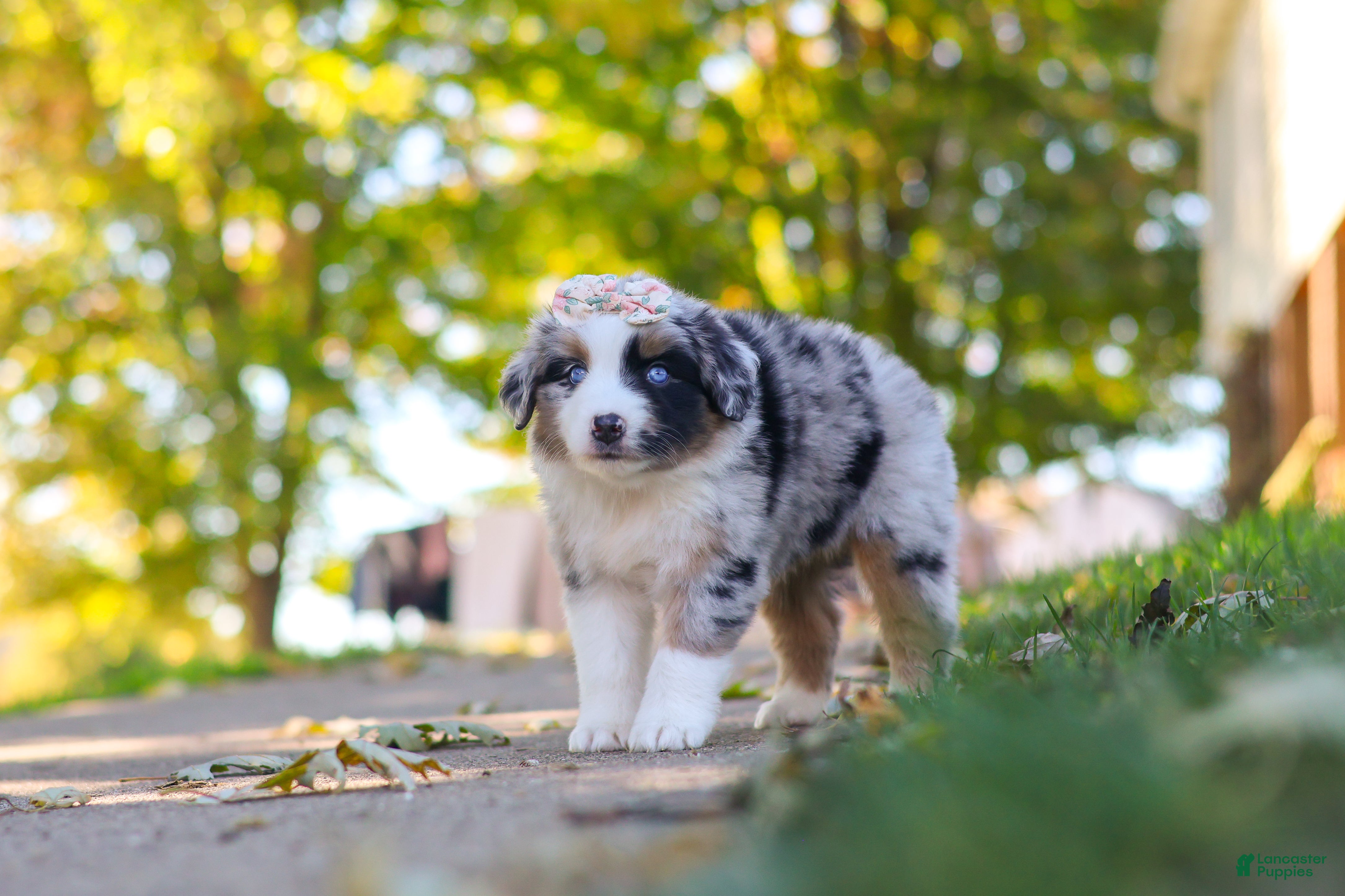 Miniature Australian Shepherd dogs for sale: Zoomer - Ad 2