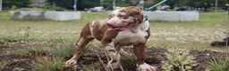American Bully dogs for sale: Iris - Ad 11