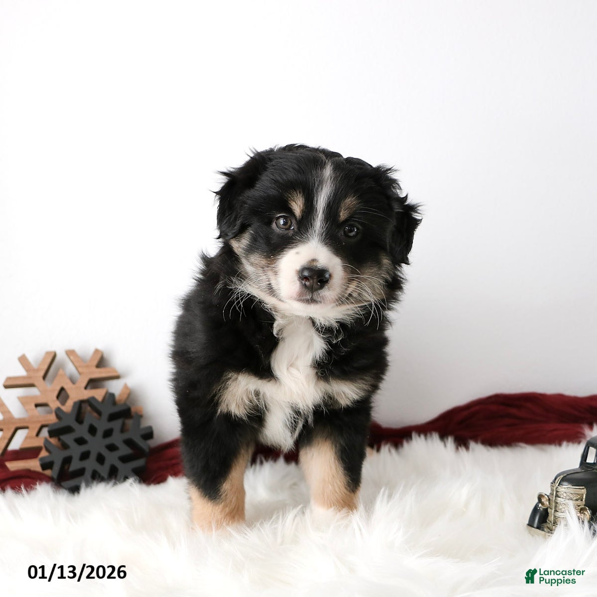 Miniature Australian Shepherd dogs Rosie - Ad 3