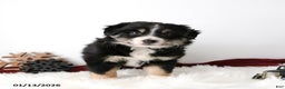 Miniature Australian Shepherd dogs for sale: Rosie - Ad 1