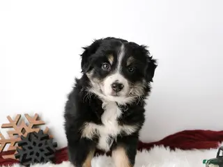 Miniature Australian Shepherd dogs Rosie - Ad 3