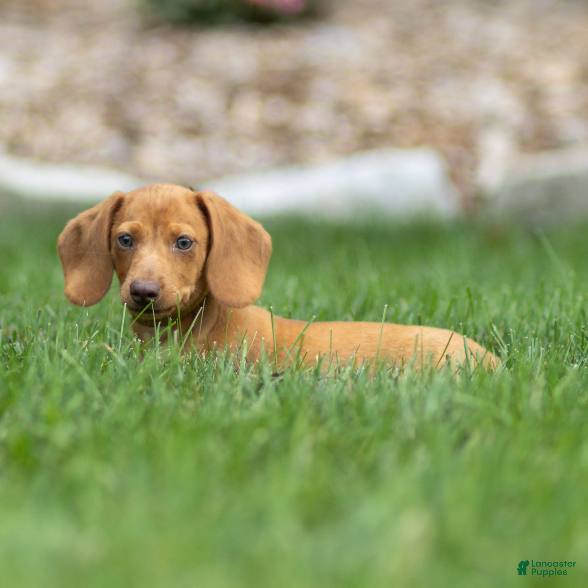 Miniature Dachshund dogs Mylan Miniature Dachshund  - Ad 1