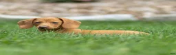Miniature Dachshund dogs for sale: Mylan Miniature Dachshund  - Ad 11