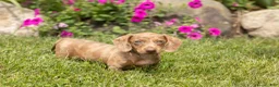Dachshund dogs for sale: Hannah  - Ad 5