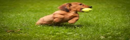 Miniature Dachshund dogs for sale: Asher Miniature Dachshund - Ad 4