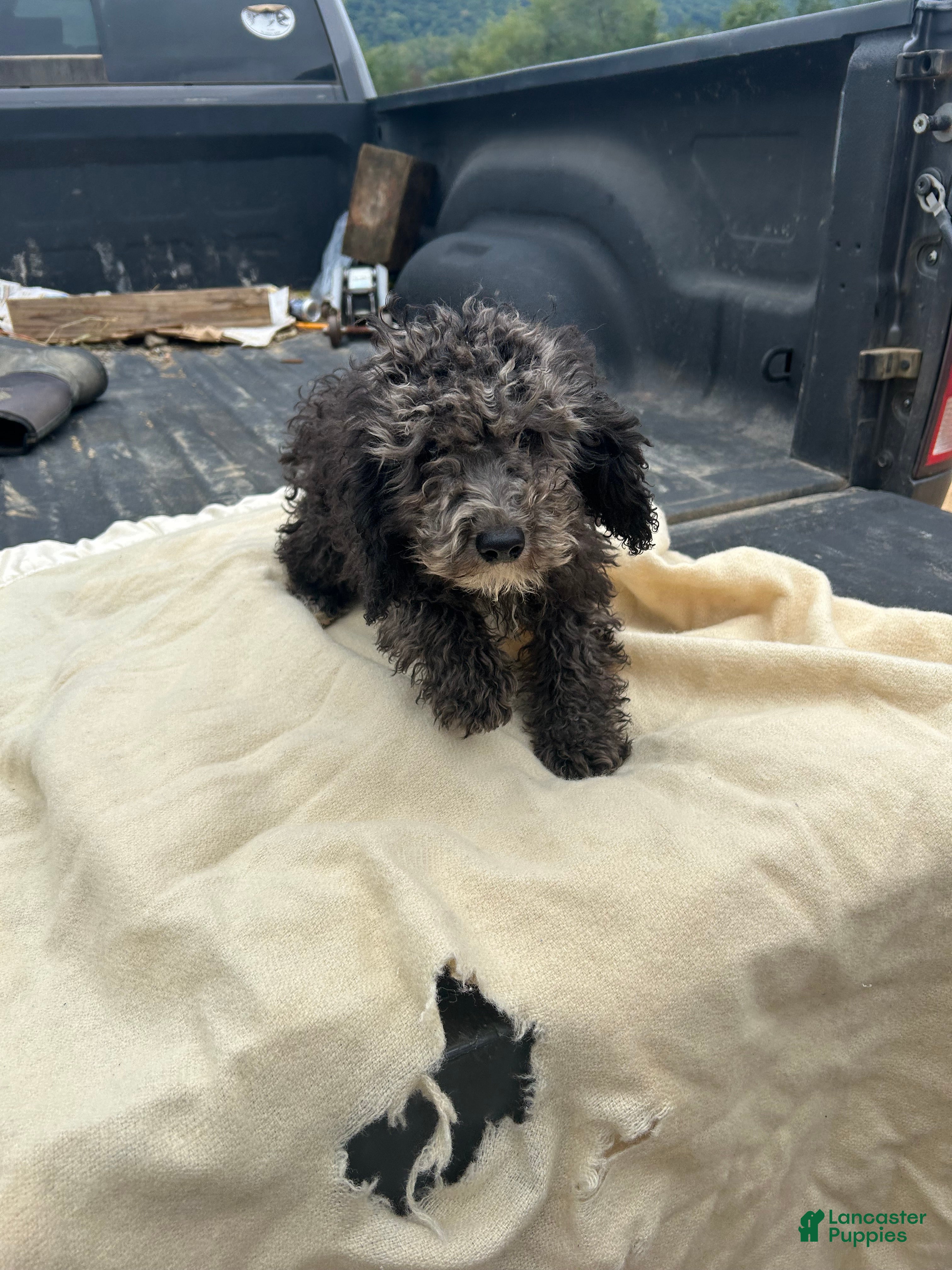 Miniature Poodle dogs Josh - Ad 42