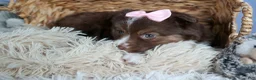 Miniature Australian Shepherd dogs for sale: ELLIE - Ad 6