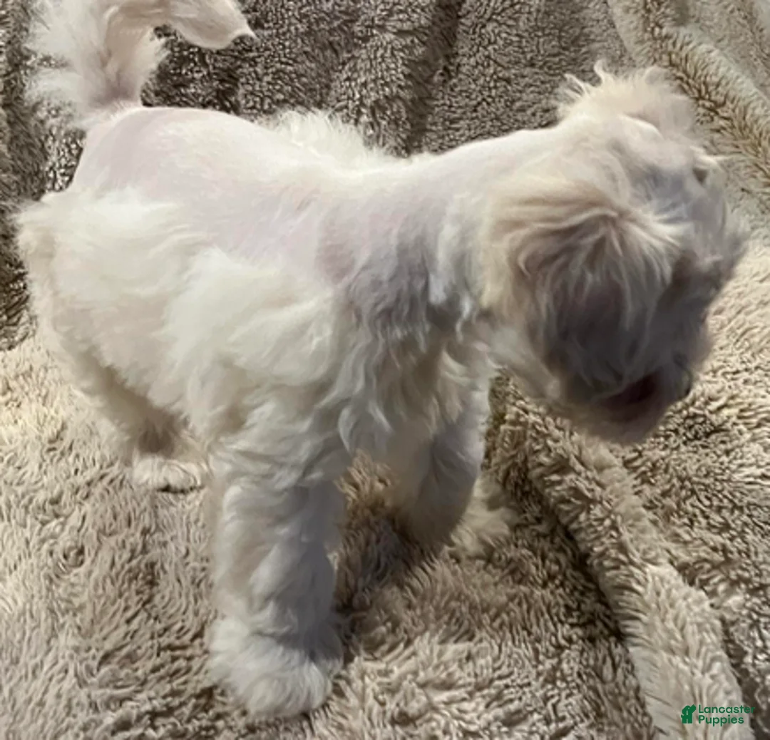 Miniature Schnauzer dogs for sale: Stevie (red collar) - Ad 5