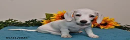 Miniature Dachshund dogs for sale: Penny - Ad 2